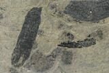Rare Fossil Peanut Worm (Lecthaylus) Plate - Illinois #142505-2